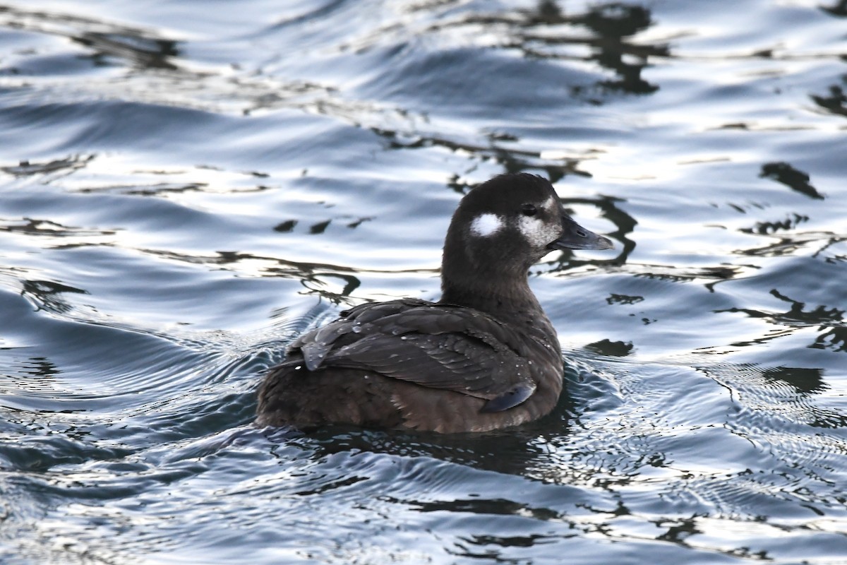 Ahate arlekina - ML647483032