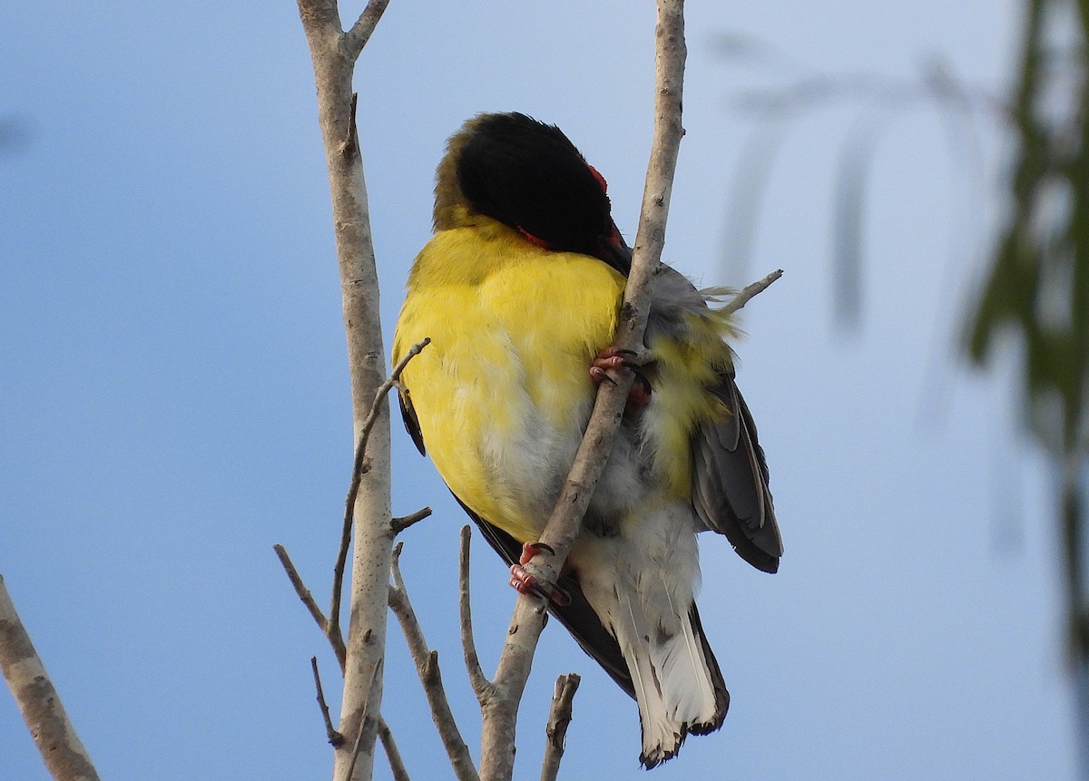 メガネコウライウグイス - ML647483092