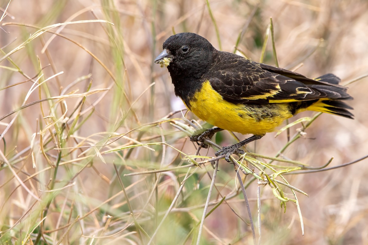 キゴシクロヒワ - ML647483093