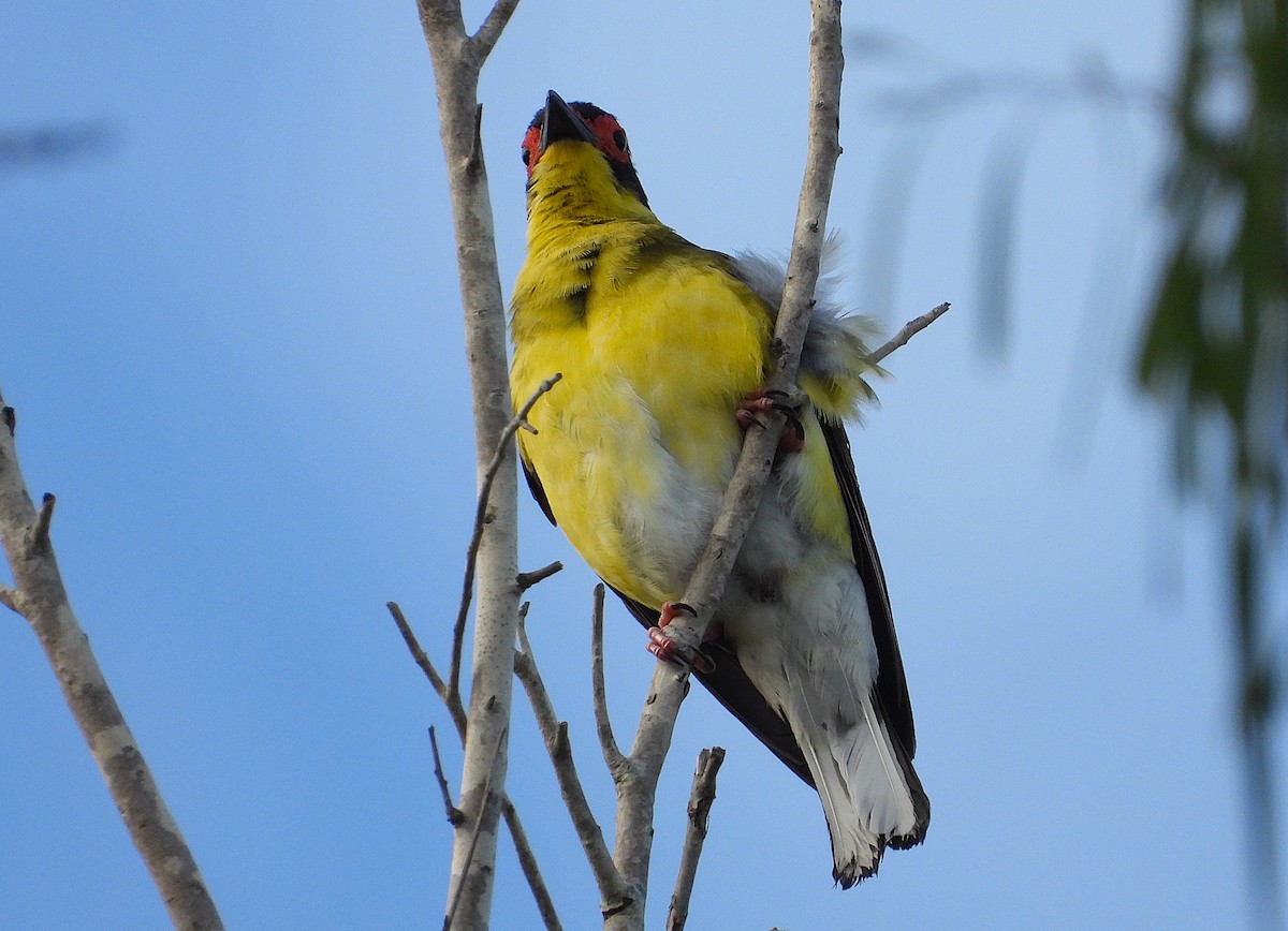 メガネコウライウグイス - ML647483094