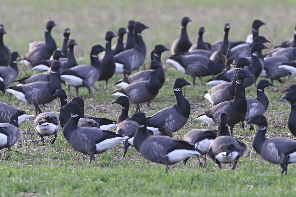 コクガン（bernicla） - ML647483095