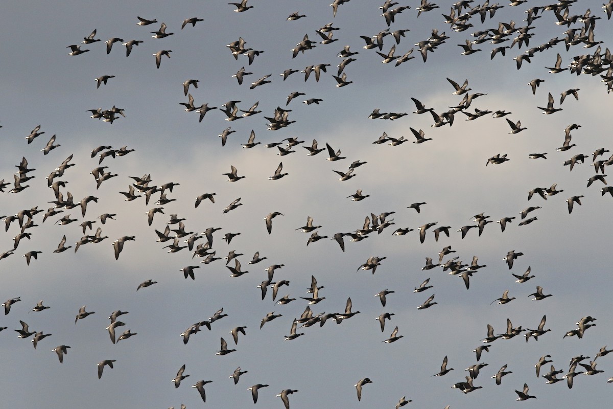 コクガン（bernicla） - ML647483096