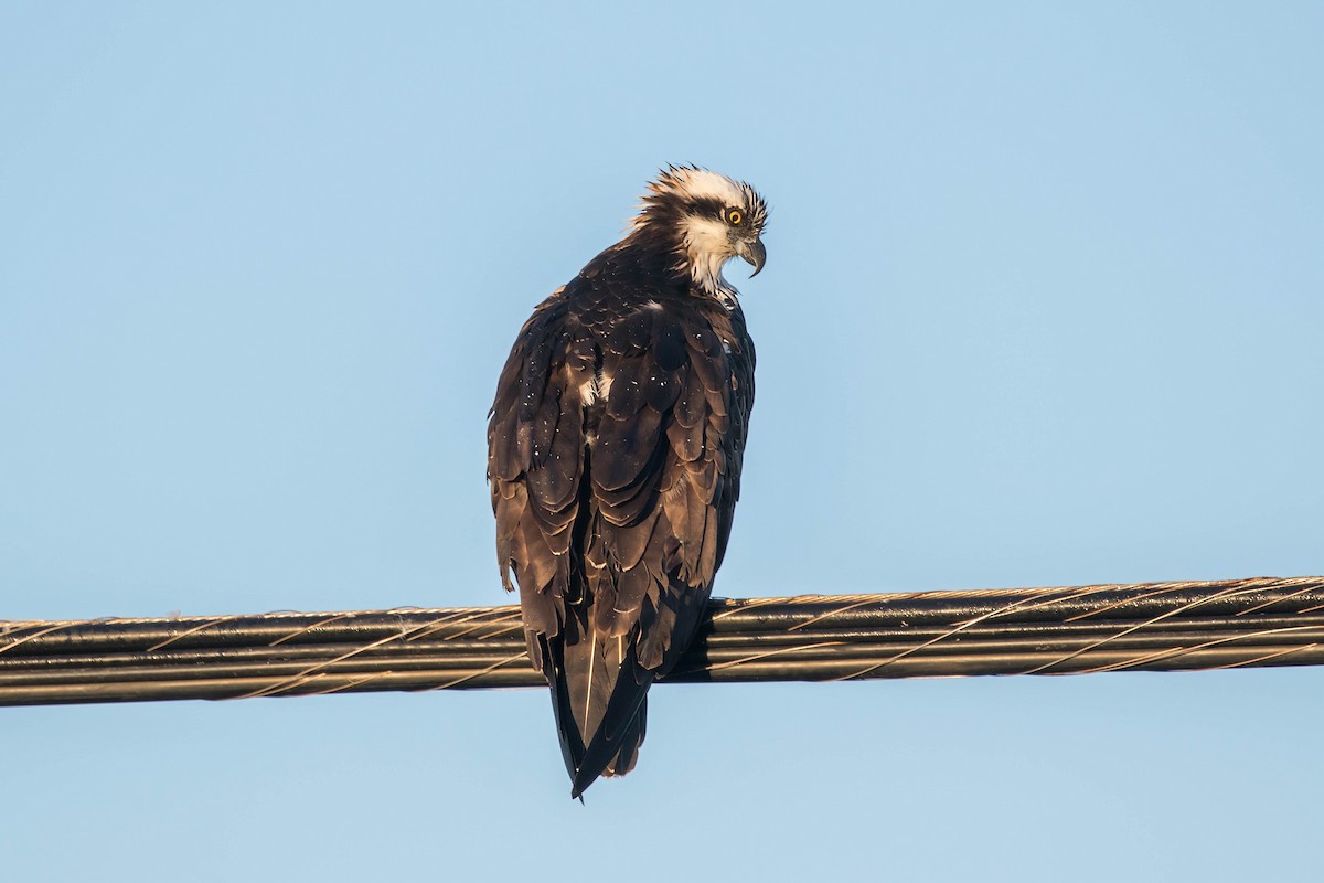 ミサゴ - ML647483097