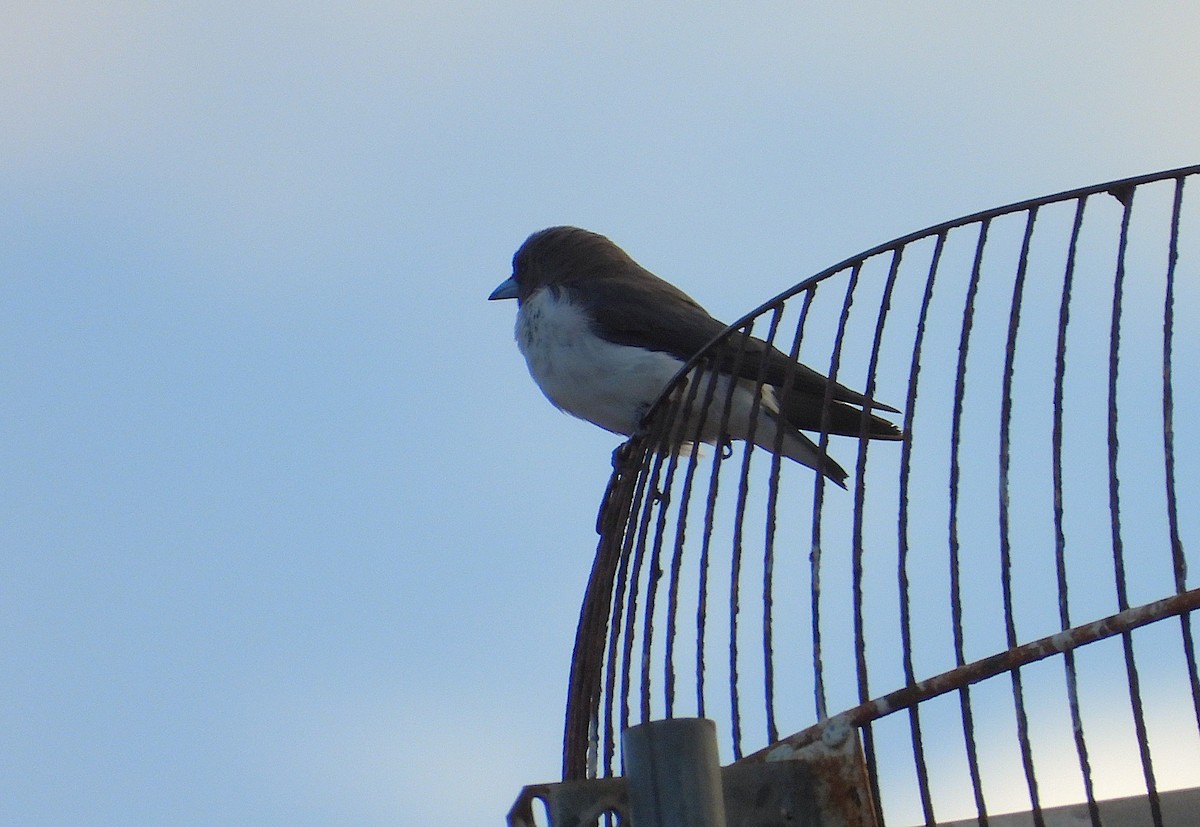 モリツバメ - ML647483099