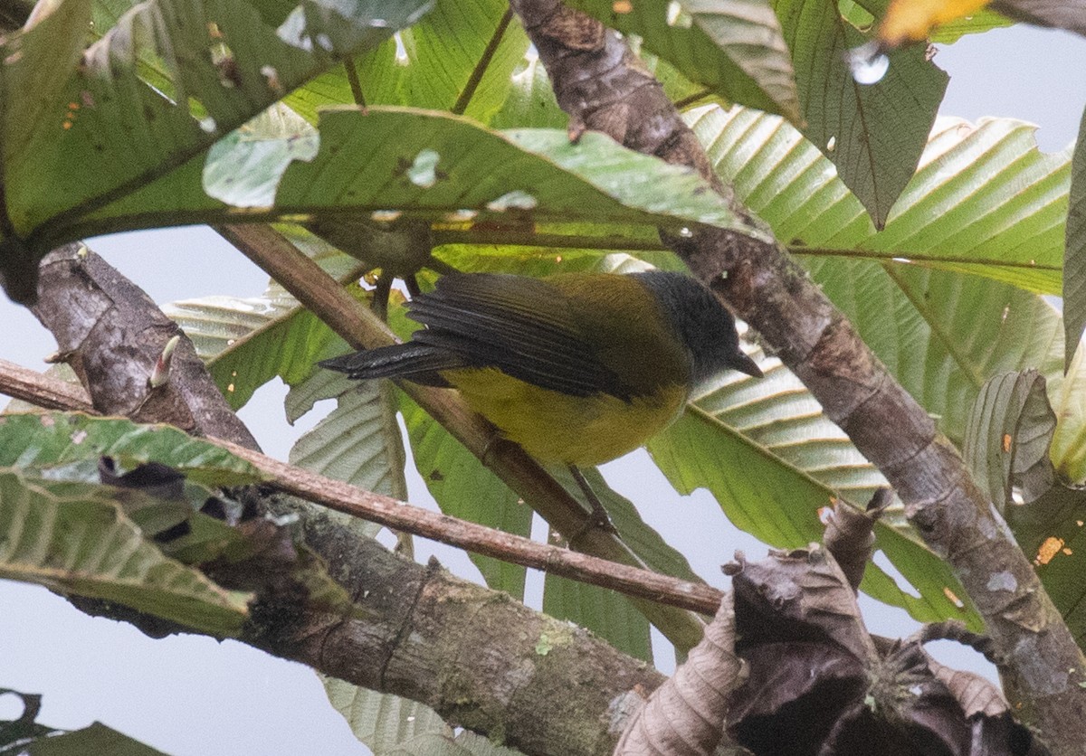 Black-billed Cnemoscopus - ML647483101