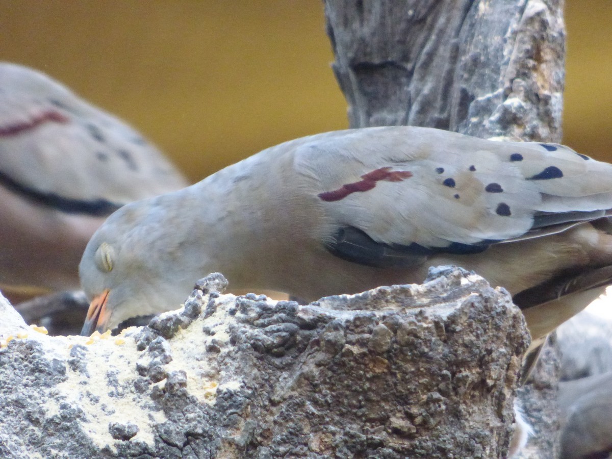 キバシヒメバト - ML647483102