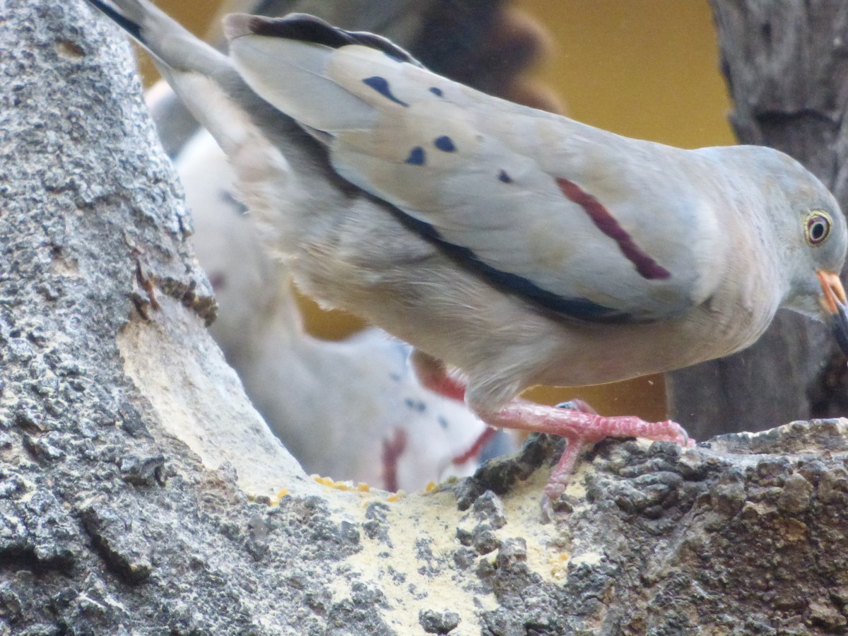 キバシヒメバト - ML647483103