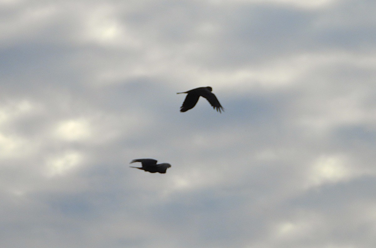 アカオクロオウム - ML647483104