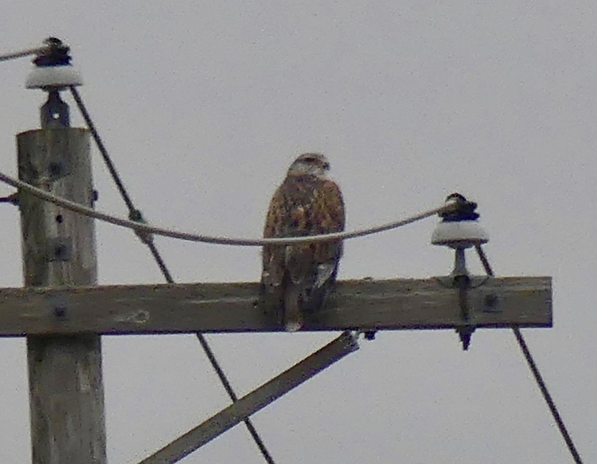 アカケアシノスリ - ML647483105