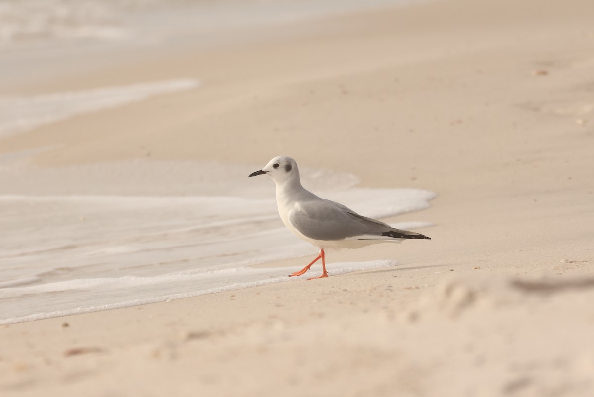 ボナパルトカモメ - ML647483108