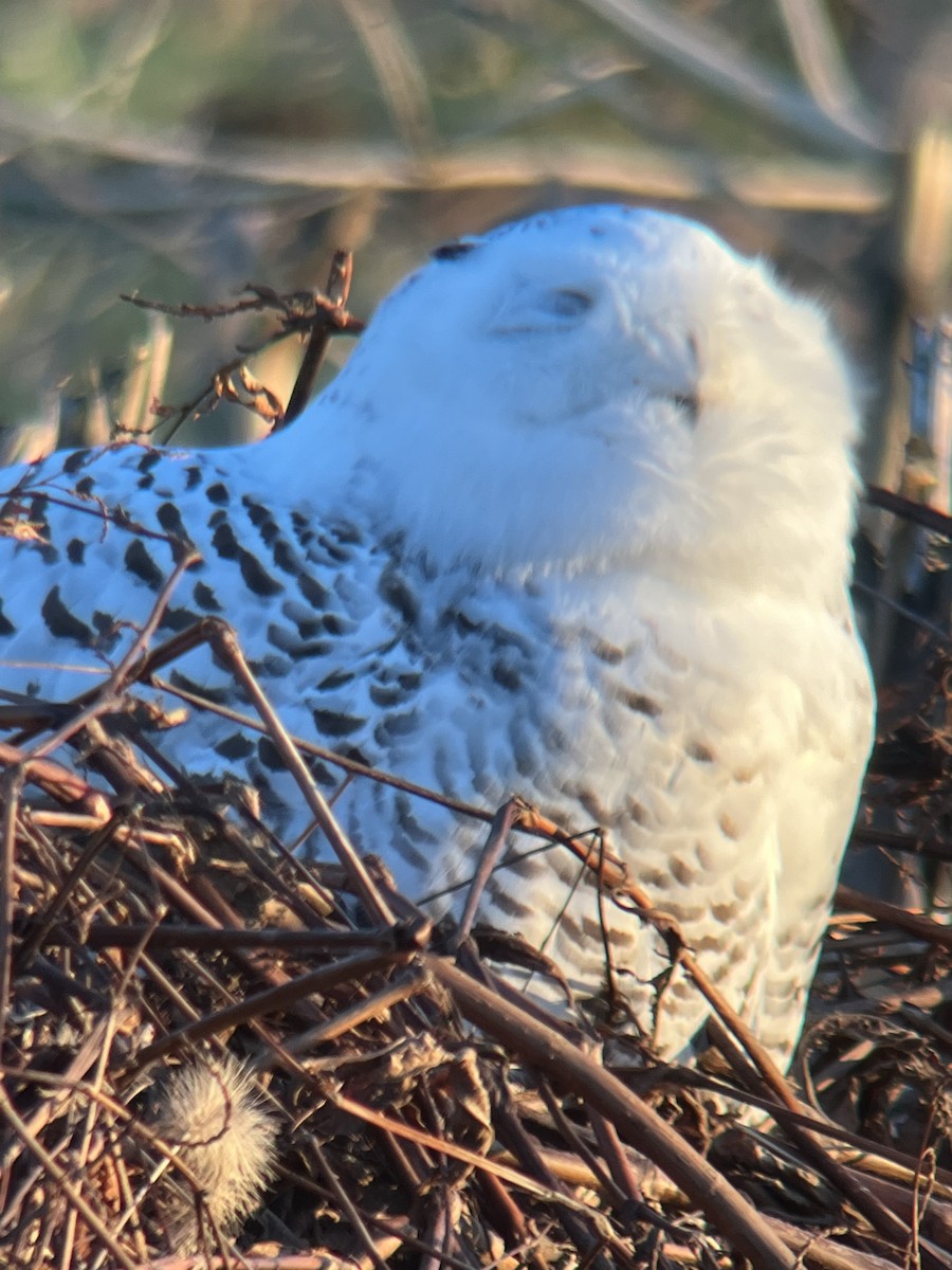 Snowy Owl - ML647483110