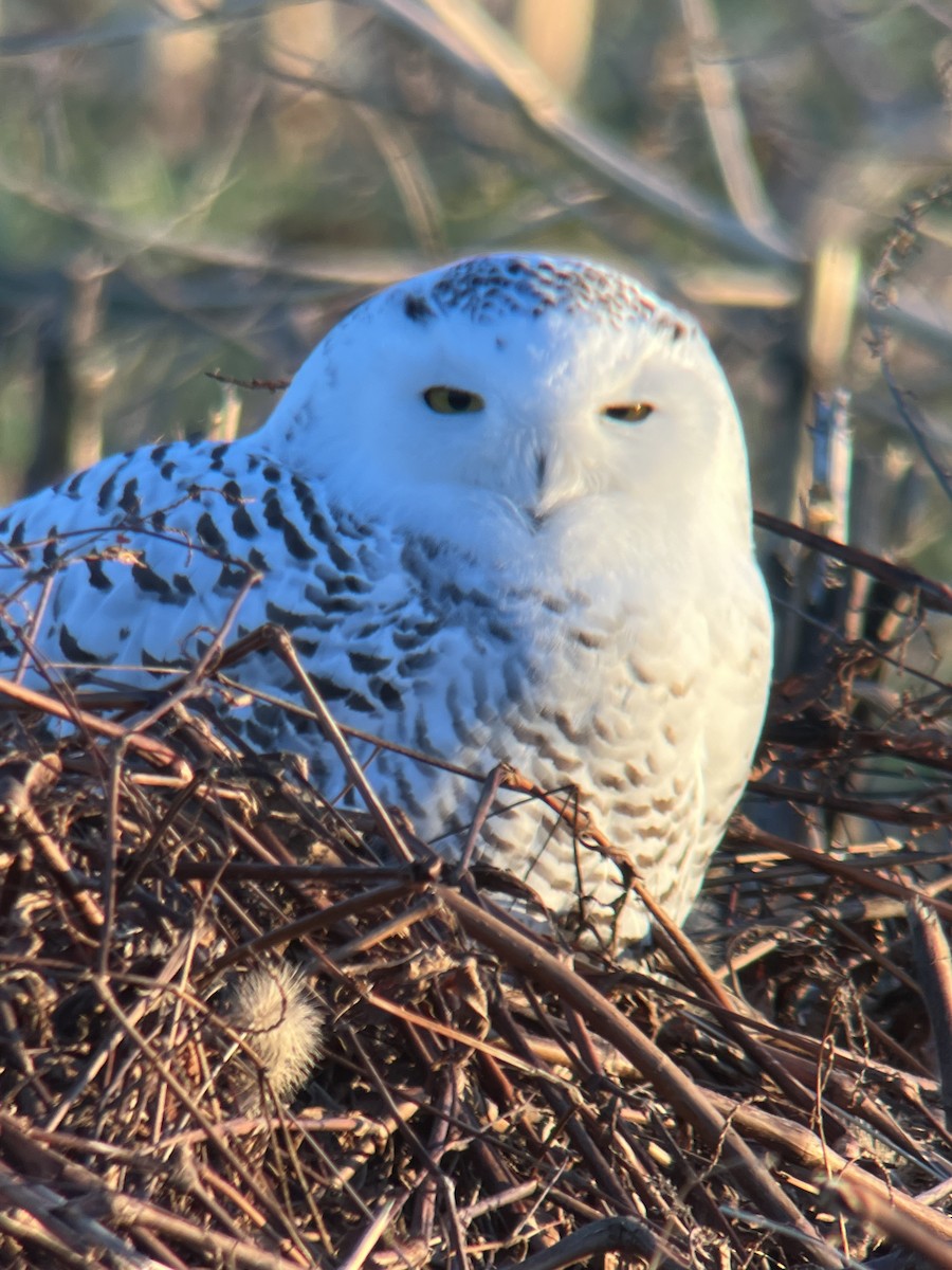 Snowy Owl - ML647483111