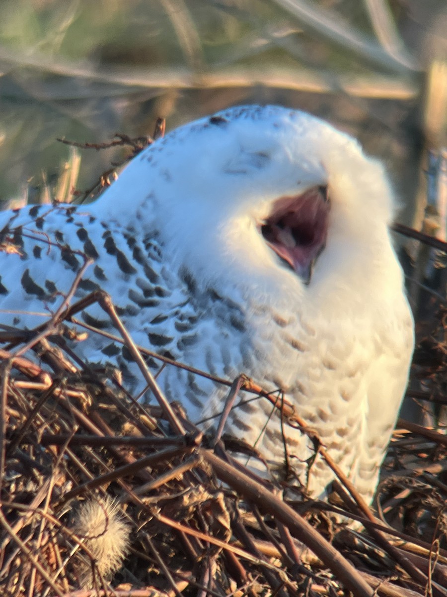 Snowy Owl - ML647483112