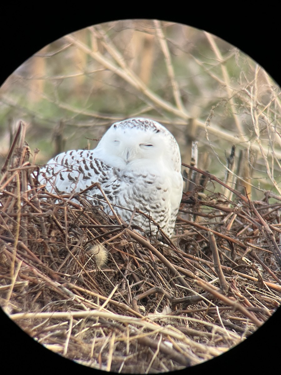 Snowy Owl - ML647483113