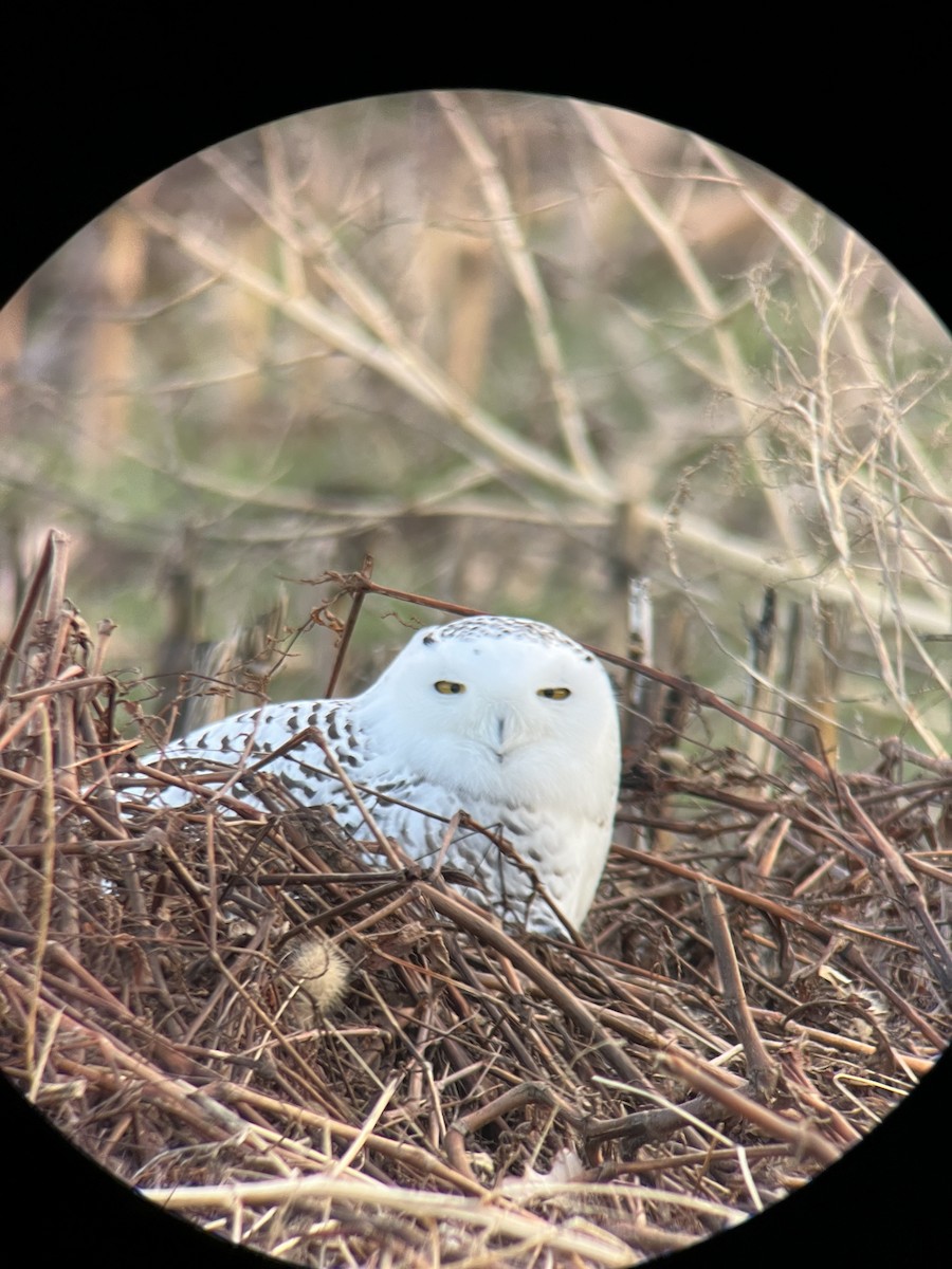Snowy Owl - ML647483114