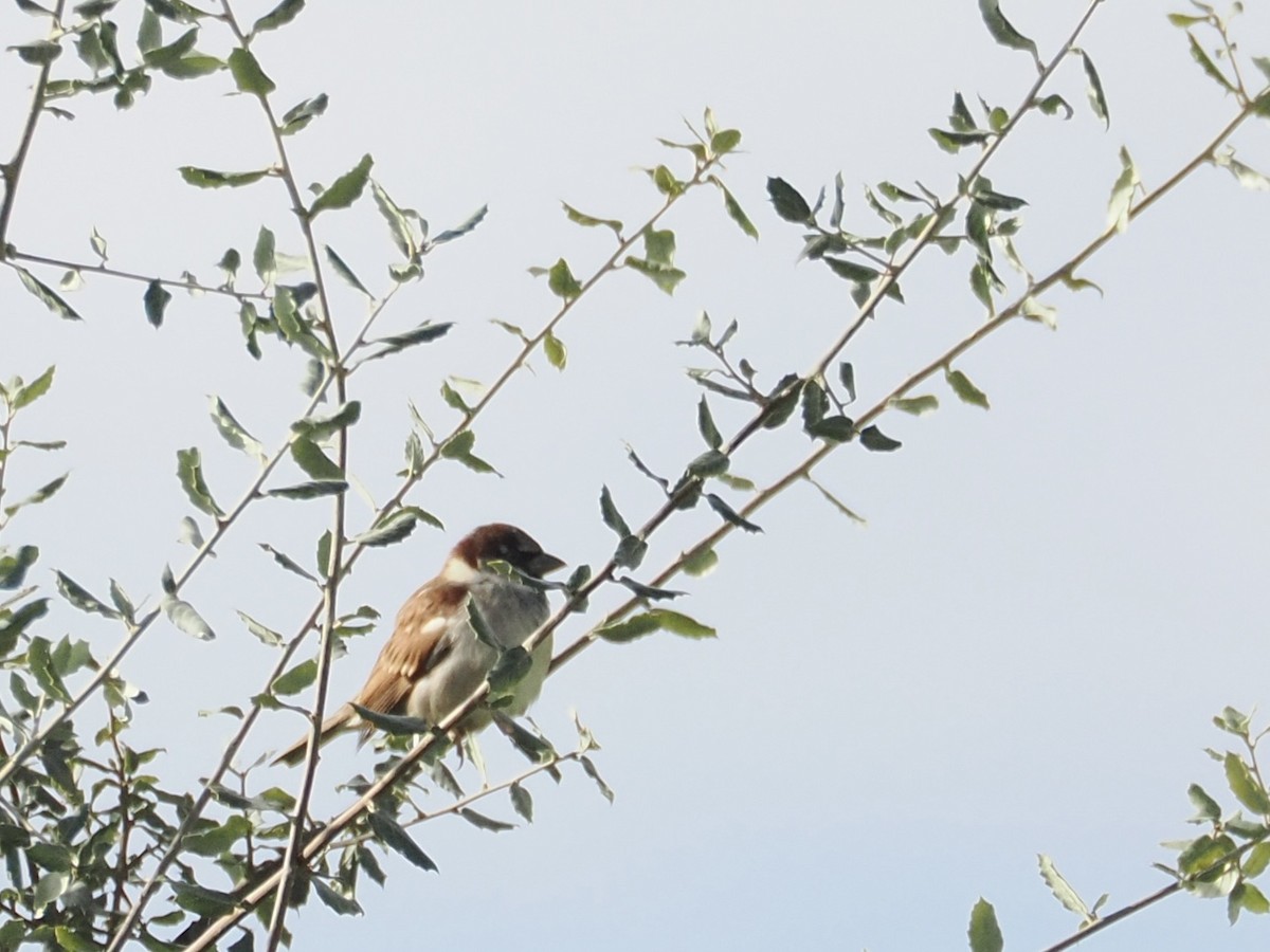 イエスズメ - ML647483116