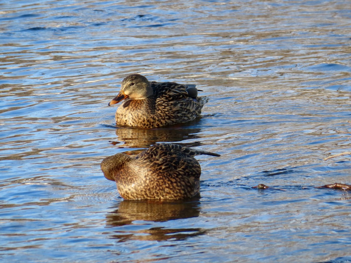 マガモ - ML647483119