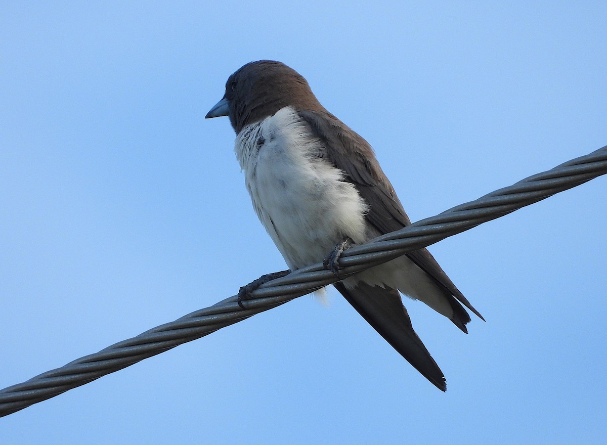 モリツバメ - ML647483121