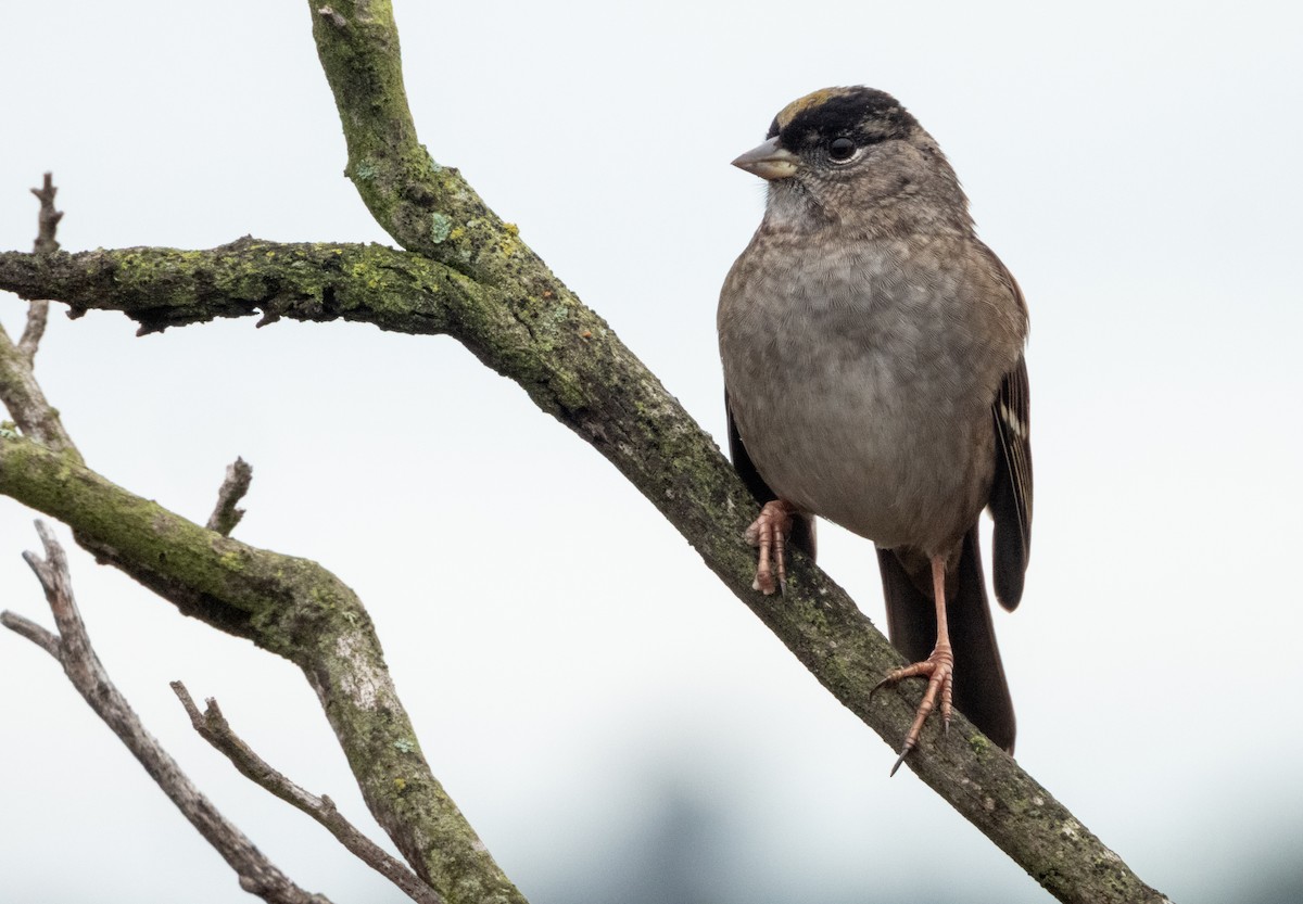 キガシラシトド - ML647483122