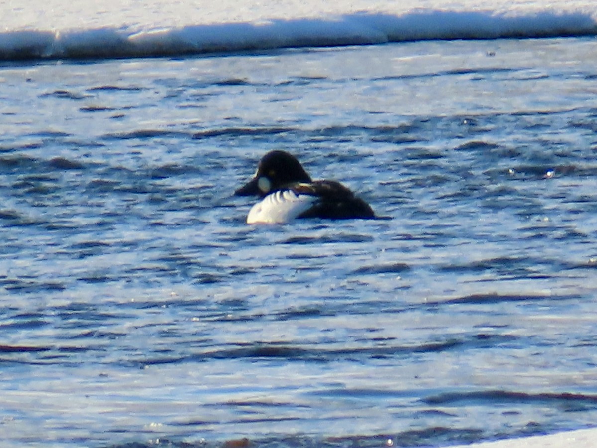 ホオジロガモ - ML647483124