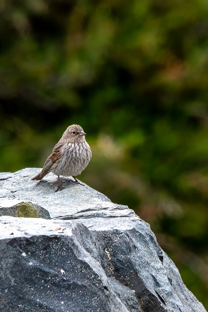 ネズミヤマシトド - ML647483126