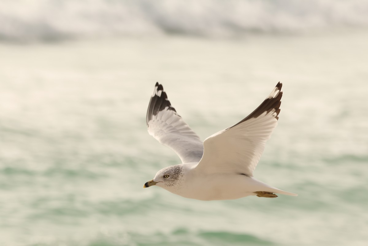 クロワカモメ - ML647483128