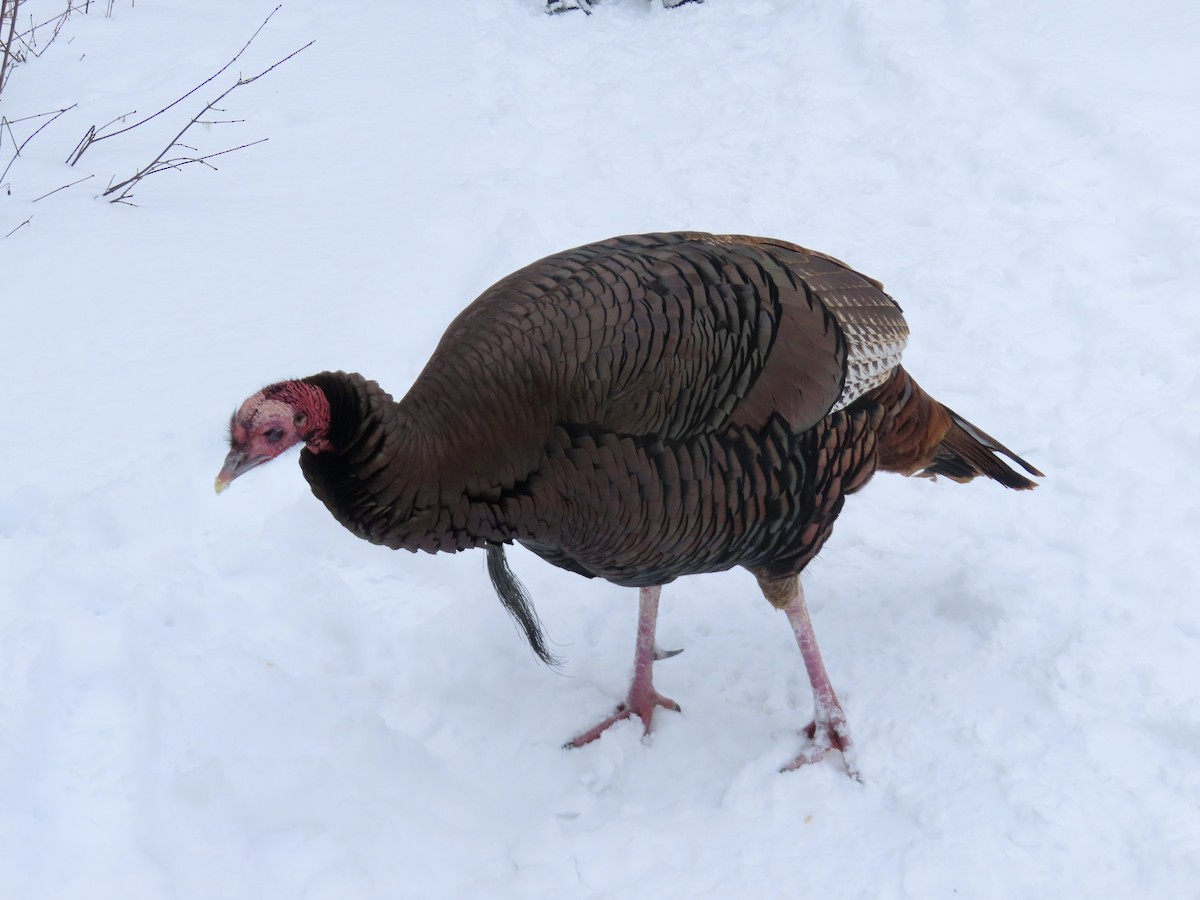 シチメンチョウ - ML647483130