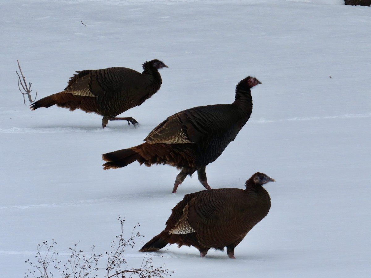 シチメンチョウ - ML647483131