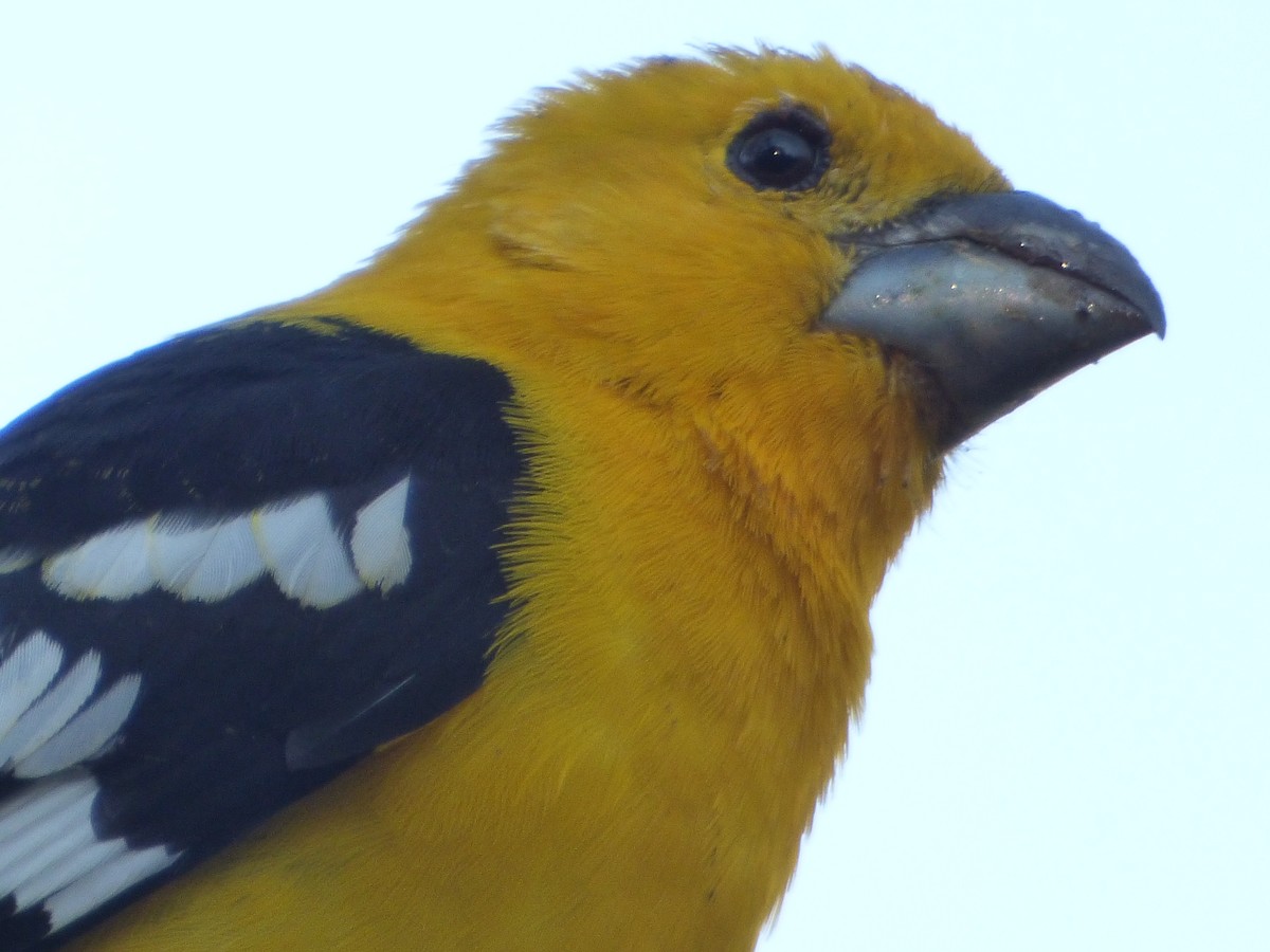 Golden Grosbeak - ML647483143