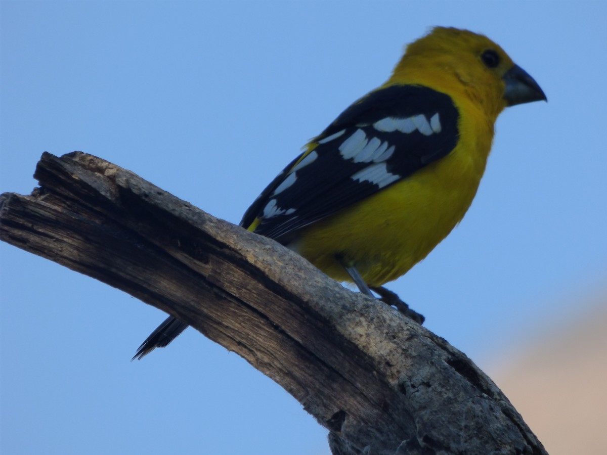 Golden Grosbeak - ML647483144