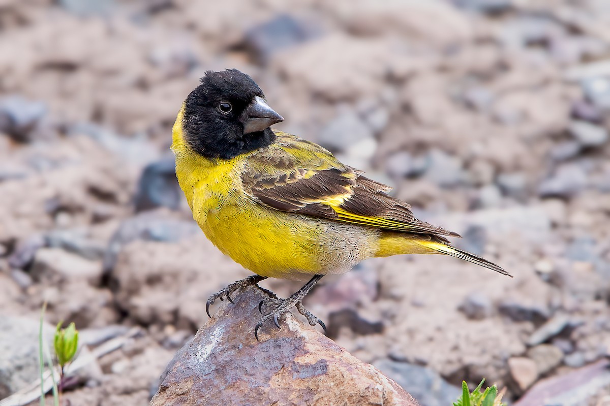 Jilguero Piquigrueso - ML647483147