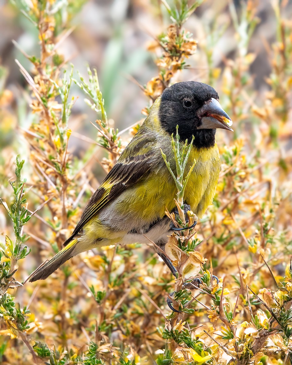 Jilguero Piquigrueso - ML647483151