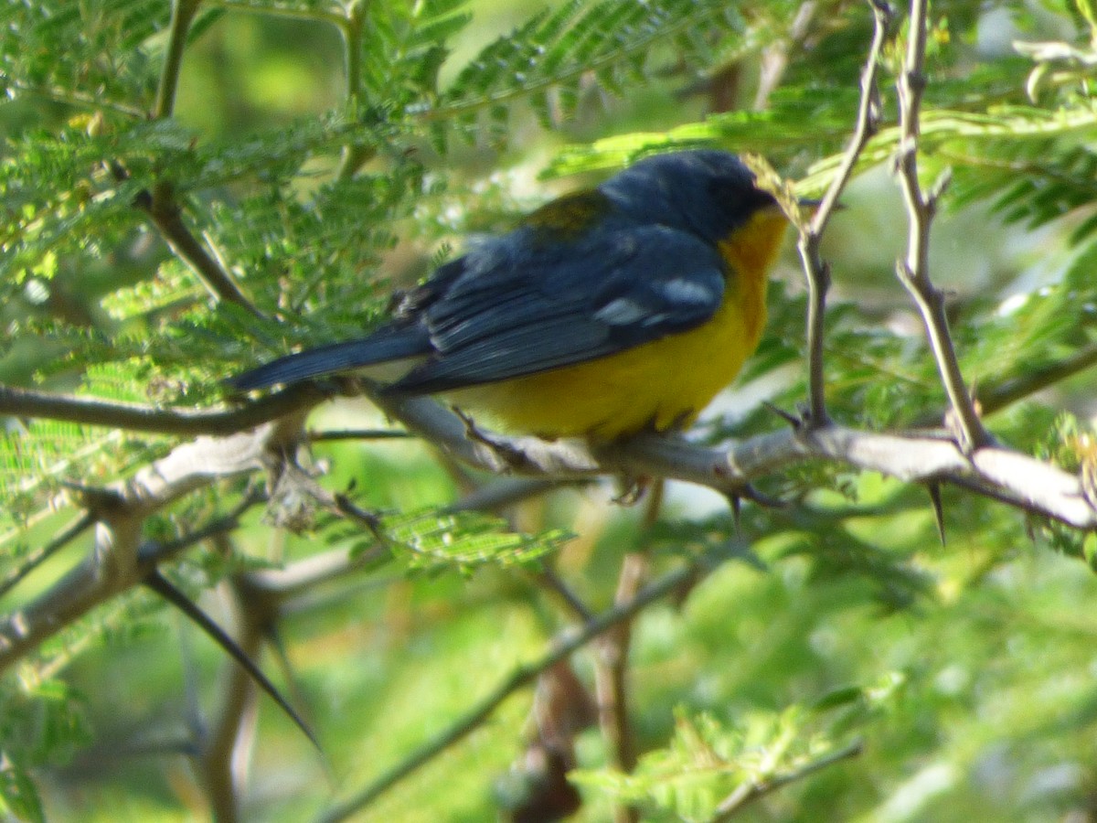 Tropical Parula - ML647483165