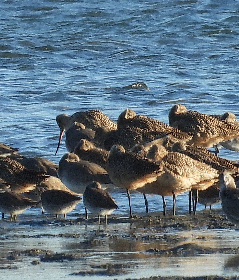 Marbled Godwit - ML647483178