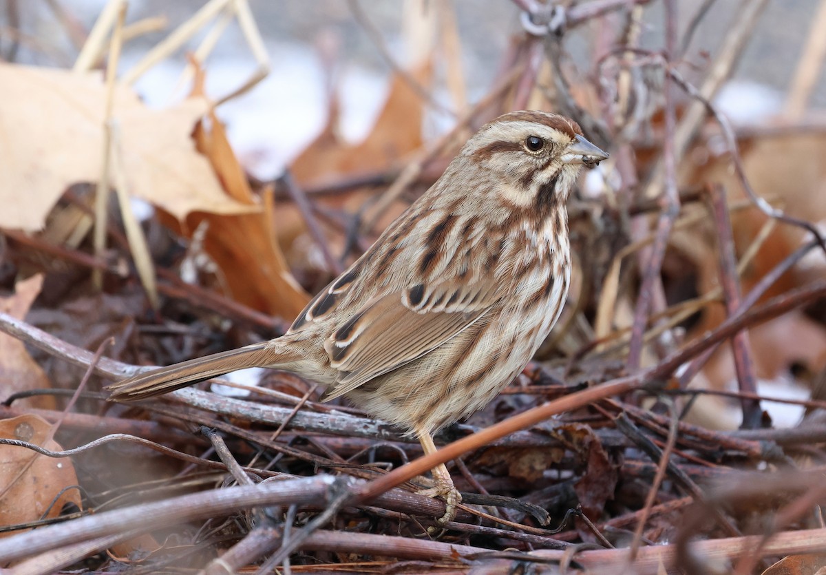 Song Sparrow - ML647483187