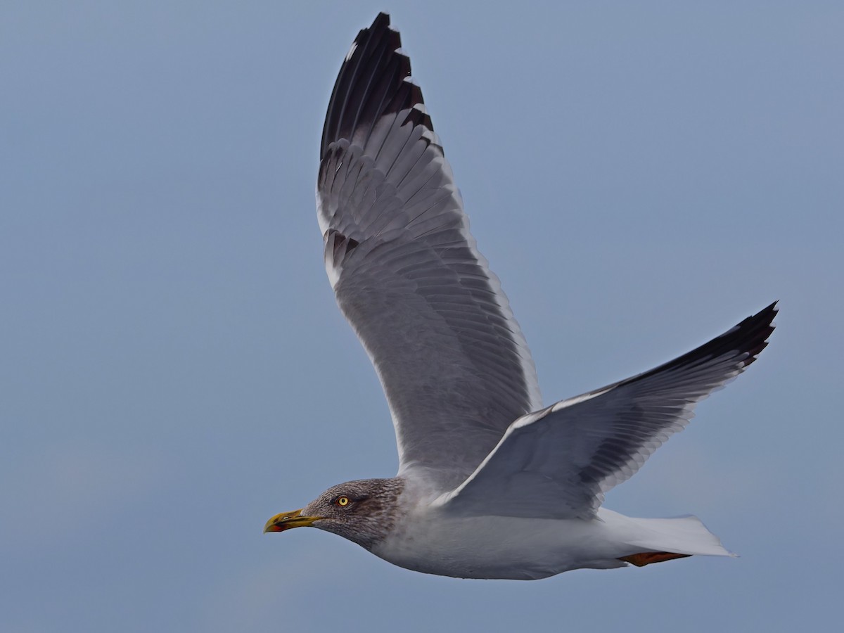 Goéland leucophée (atlantis) - ML647483213