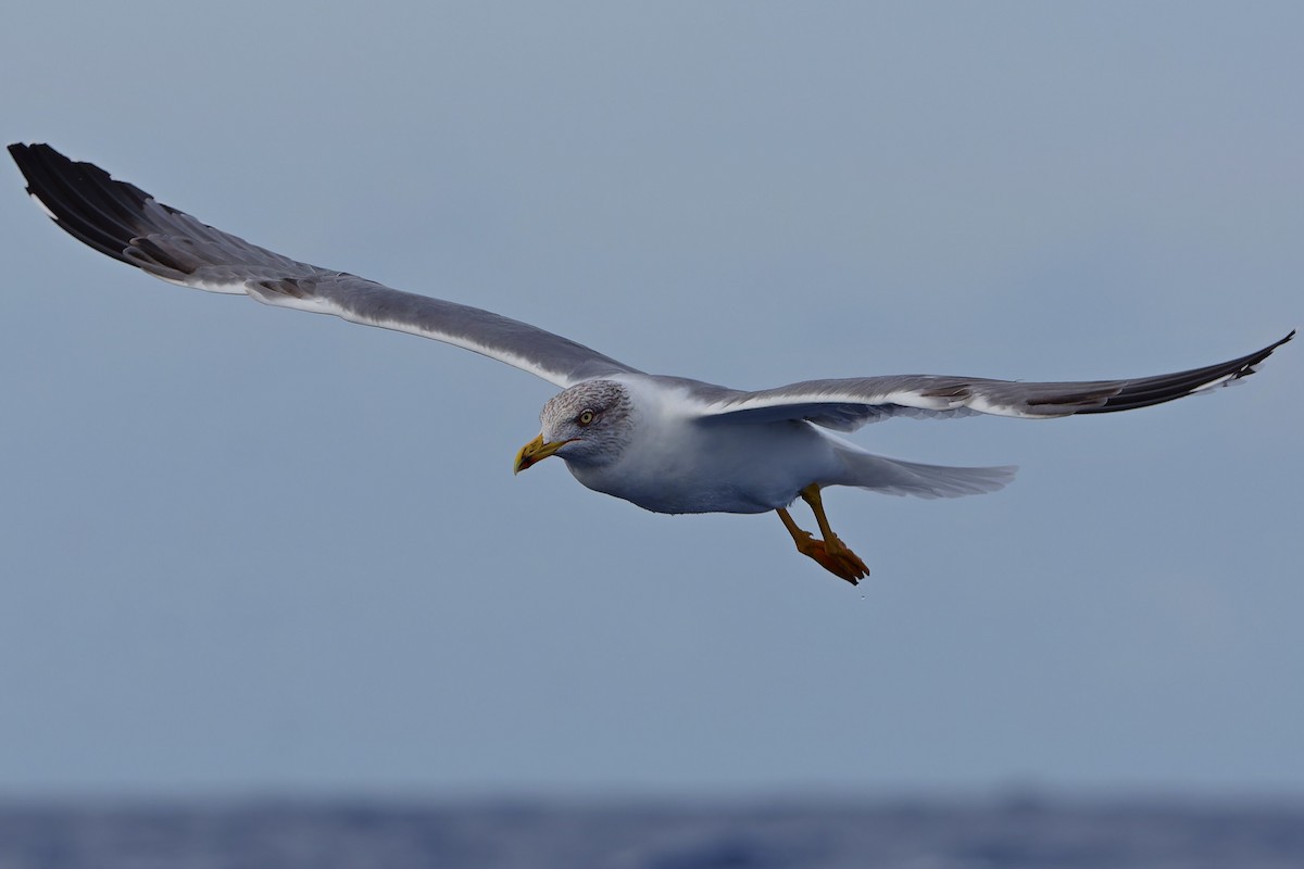 Goéland leucophée (atlantis) - ML647483216