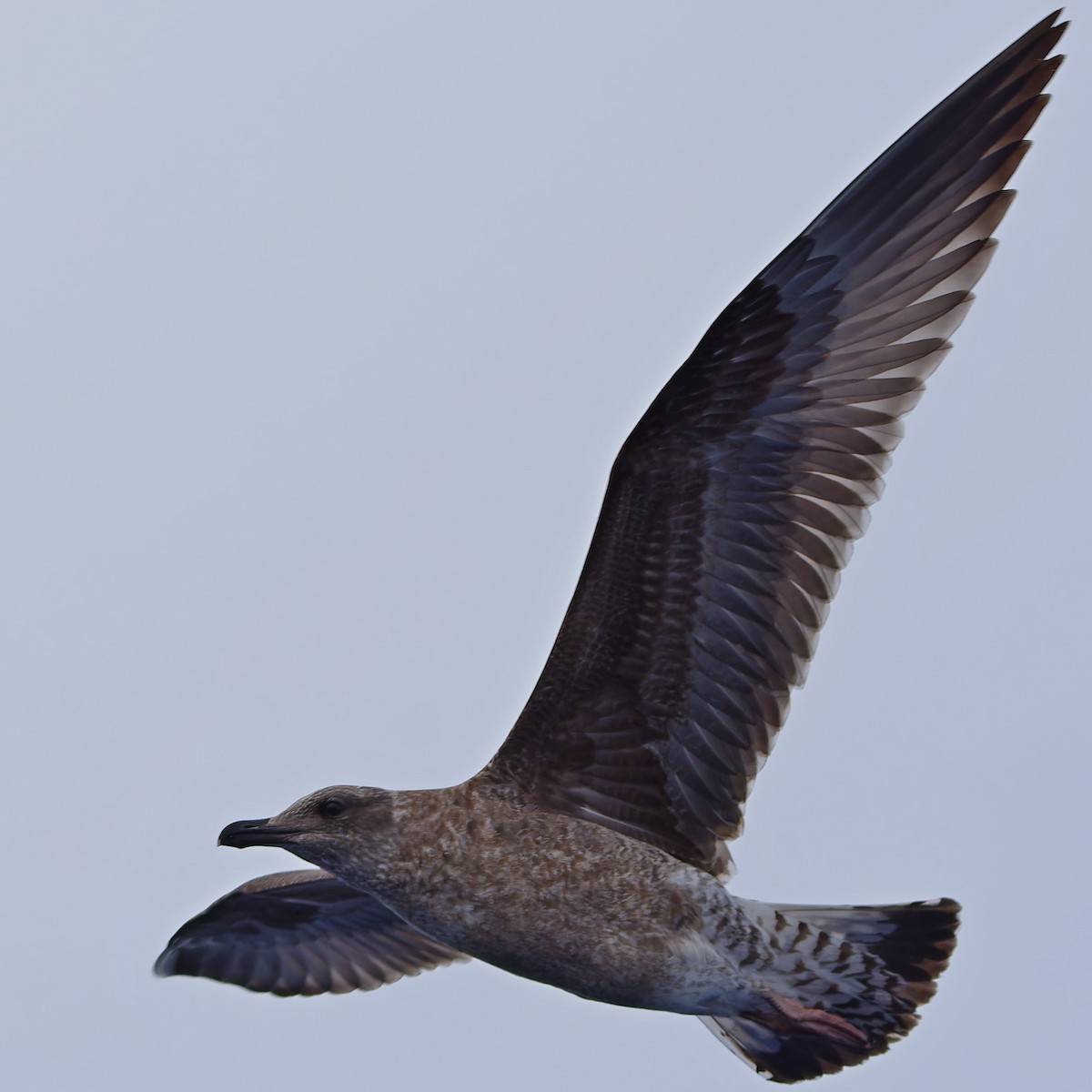 Goéland leucophée (atlantis) - ML647483217