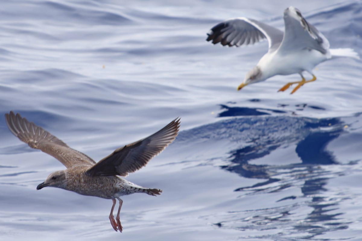 Goéland leucophée (atlantis) - ML647483218