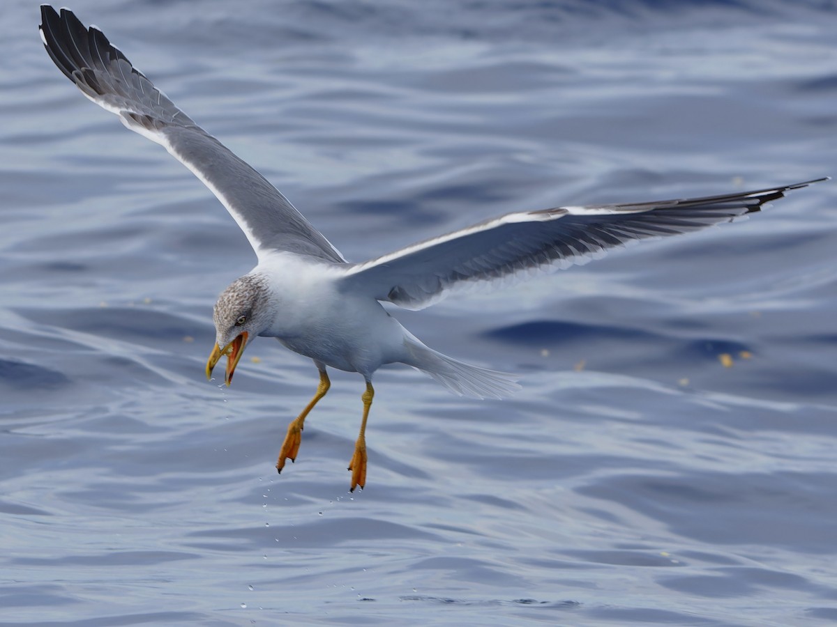 Goéland leucophée (atlantis) - ML647483219