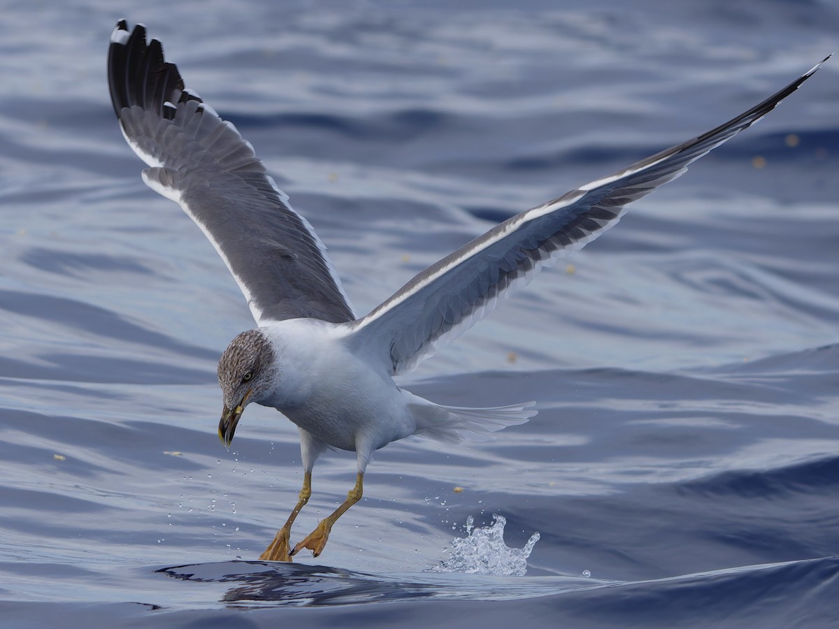 Goéland leucophée (atlantis) - ML647483220