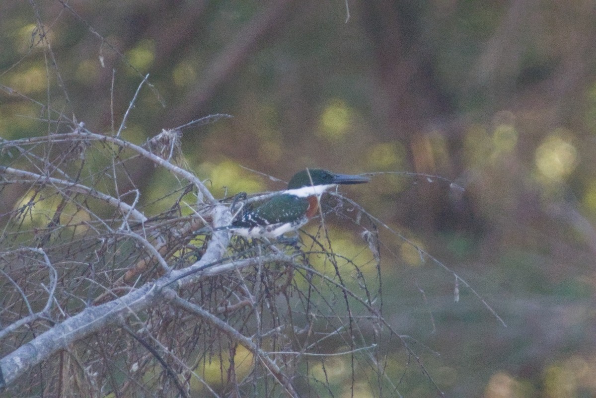 Martin-pêcheur vert - ML647483221