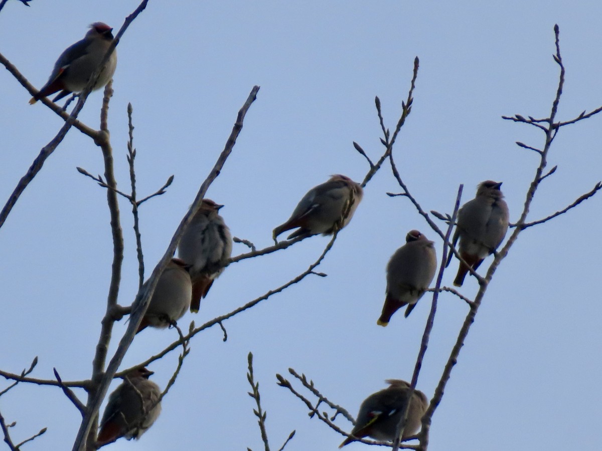 Jaseur boréal - ML647483222