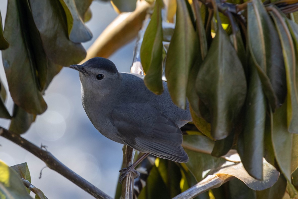 Moqueur chat - ML647483224