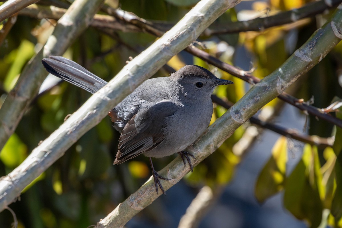 Moqueur chat - ML647483225