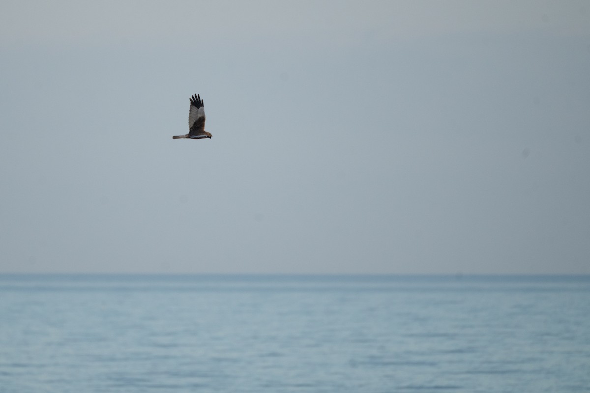 Busard des roseaux - ML647483227