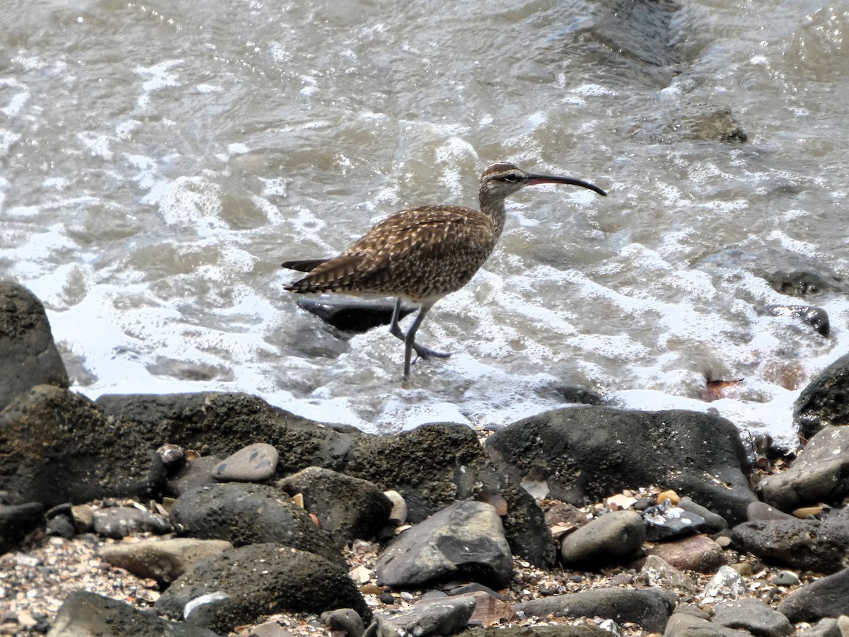 Courlis hudsonien - ML647483228