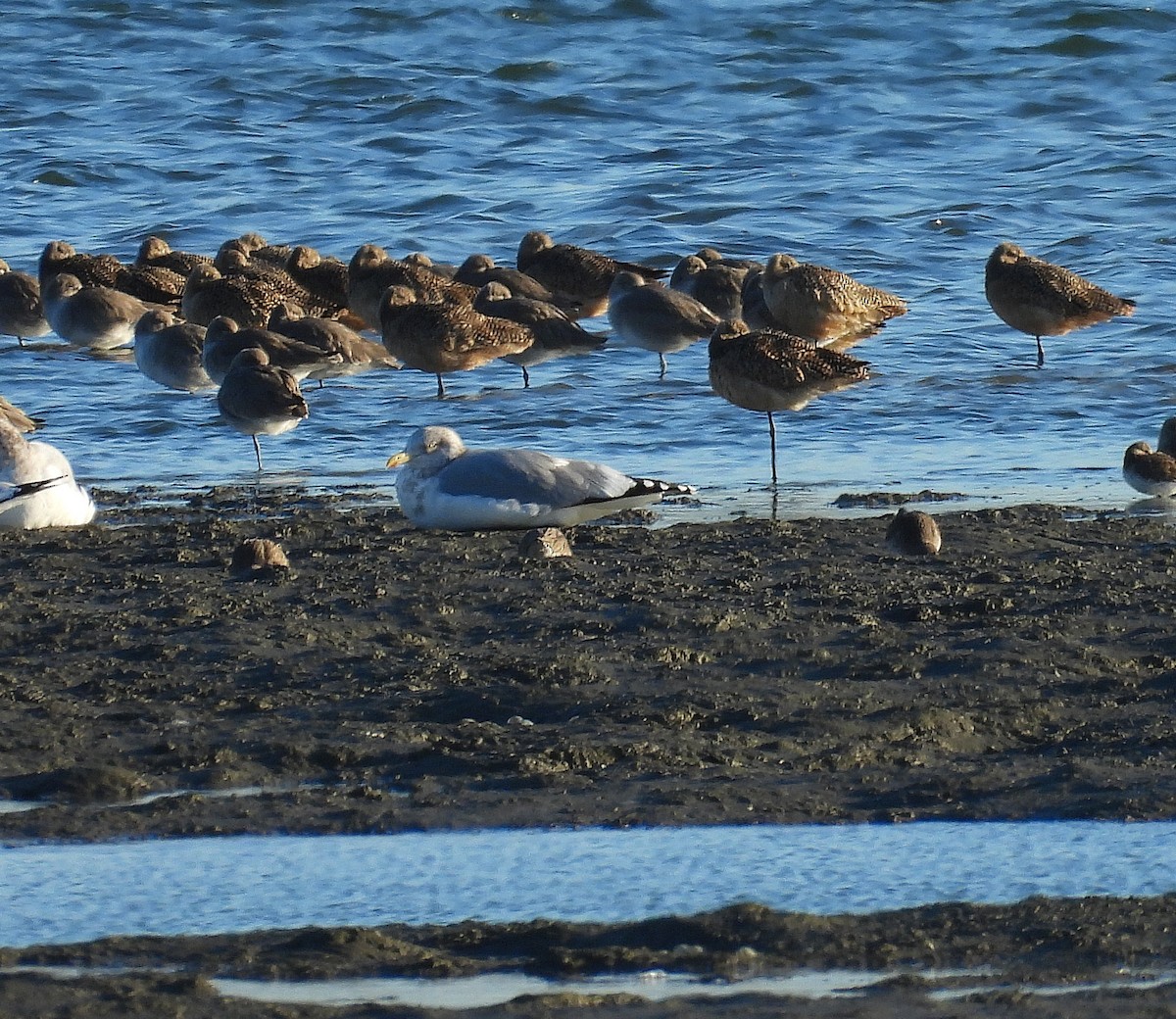 Barge marbrée - ML647483229