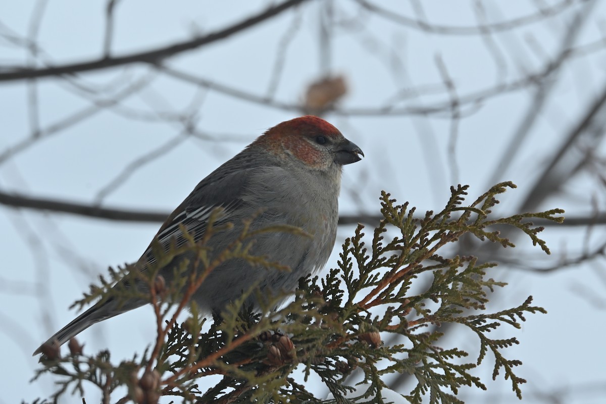 Durbec des sapins - ML647483230