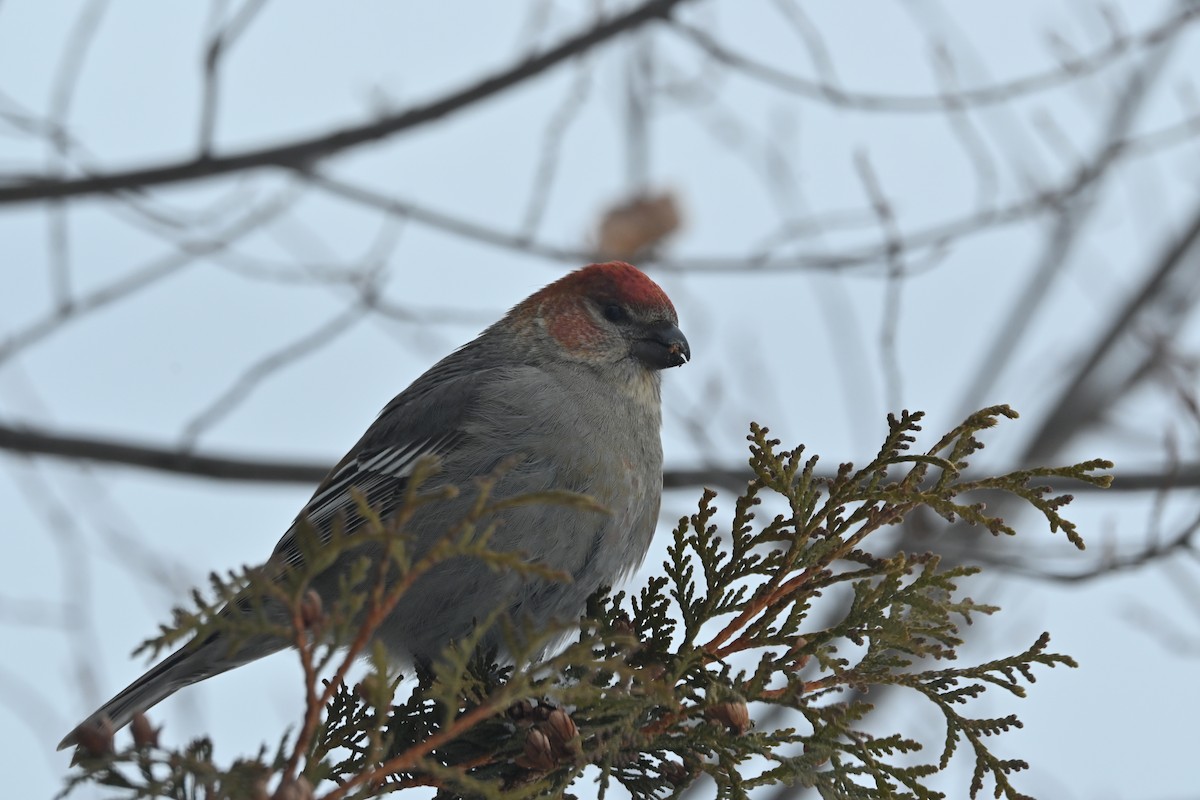 Durbec des sapins - ML647483231